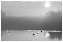 Sunrise, fog,  and water birds, Kern National Wildlife Refuge. California, USA (black and white)