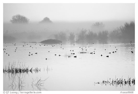 Fog  and water birds, Kern National Wildlife Refuge. California, USA (black and white)