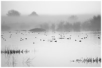 Fog  and water birds, Kern National Wildlife Refuge. California, USA ( black and white)