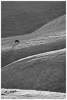 Cow on hilly pasture, Southern Sierra Foothills. California, USA ( black and white)