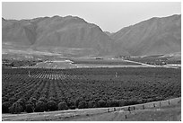 Irigated farmlands, Southern Sierra Foothills. California, USA ( black and white)