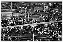 Cattle, Central Valley. California, USA ( black and white)