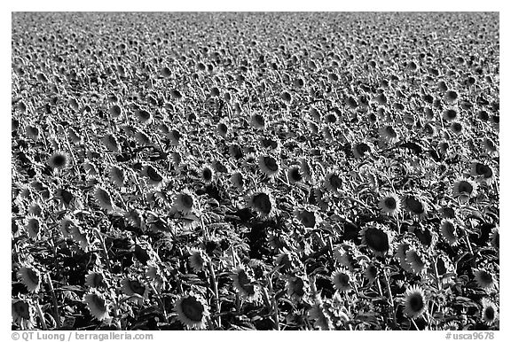 Sunflowers, Central Valley. California, USA