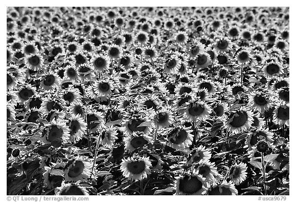 Black and white Sunflower mural wallpaper  TenStickers