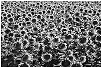 Sunflowers, Central Valley. California, USA (black and white)