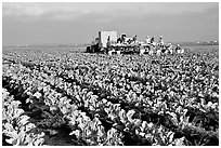 lettuce harvest, Salinas Valley. California, USA ( black and white)
