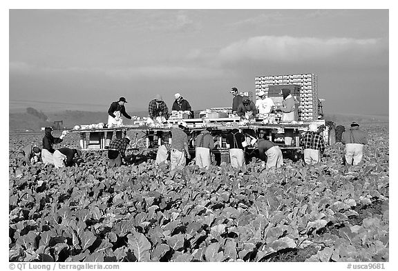 Farm workers picking up salads, Salinas Valley. California, USA