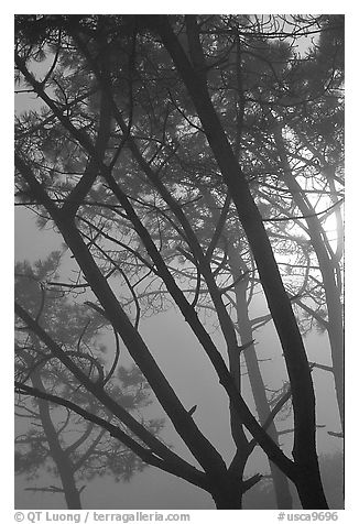Pine trees in fog, La Jolla. La Jolla, San Diego, California, USA (black and white)