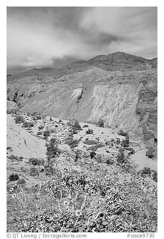Yellow desert wildflowers, San Ysidro Mountains. Anza Borrego Desert State Park, California, USA (black and white)