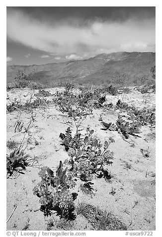 Purple desert wildflowers, San Ysidro Mountains. Anza Borrego Desert State Park, California, USA (black and white)