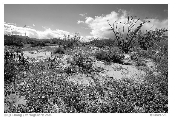 Desert wildflowers and Ocatillo. Anza Borrego Desert State Park, California, USA (black and white)
