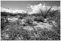 Desert wildflowers and Ocatillo. Anza Borrego Desert State Park, California, USA ( black and white)