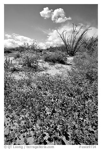 Desert wildflowers and Ocatillo. Anza Borrego Desert State Park, California, USA (black and white)