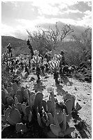 Cactus in bloom and Ocatillo,. Anza Borrego Desert State Park, California, USA (black and white)