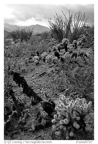 Cactus in cresote brush in bloom. Anza Borrego Desert State Park, California, USA (black and white)
