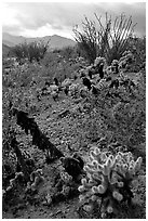 Cactus in cresote brush in bloom. Anza Borrego Desert State Park, California, USA ( black and white)