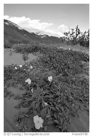 Daturas and pink wildflowers, evening. Anza Borrego Desert State Park, California, USA (black and white)
