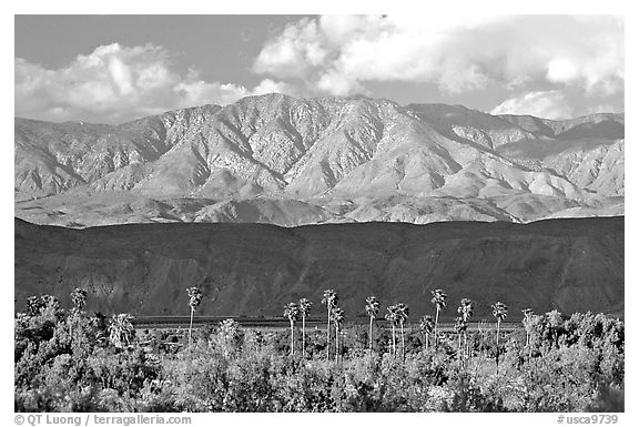 Palm Trees and mountains. Anza Borrego Desert State Park, California, USA (black and white)