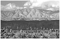 Palm Trees and mountains. Anza Borrego Desert State Park, California, USA (black and white)