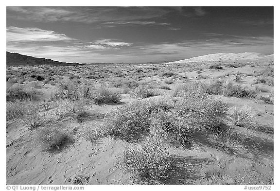 Bushes and Kelso Dunes. Mojave National Preserve, California, USA