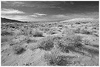 Bushes and Kelso Dunes. Mojave National Preserve, California, USA ( black and white)