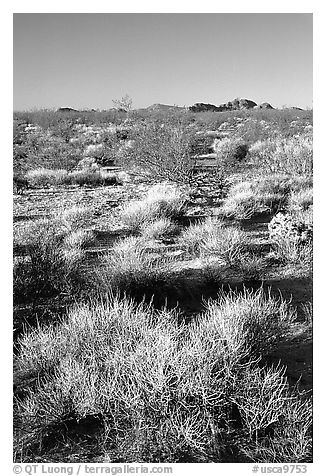Desert grasslands. Mojave National Preserve, California, USA (black and white)