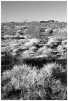 Desert grasslands. Mojave National Preserve, California, USA ( black and white)