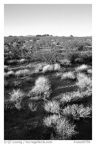 Sage bushes on flats. Mojave National Preserve, California, USA (black and white)
