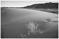 Kelso Dunes, sunset. Mojave National Preserve, California, USA ( black and white)
