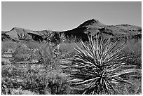 High desert landscape. Mojave National Preserve, California, USA (black and white)