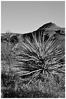 Yuccas and Cima Mountains. Mojave National Preserve, California, USA ( black and white)