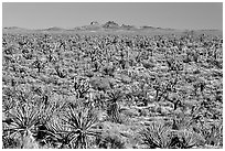 Joshua Trees and Cima Mountains. Mojave National Preserve, California, USA ( black and white)