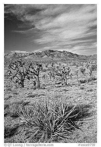Yuccas, Joshua Trees and Cima Mountains. Mojave National Preserve, California, USA (black and white)