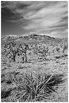 Yuccas, Joshua Trees and Cima Mountains. Mojave National Preserve, California, USA ( black and white)