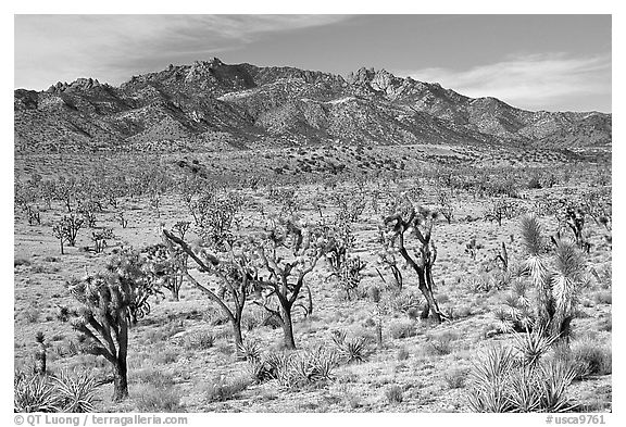Joshua Trees and Cima Mountains. Mojave National Preserve, California, USA