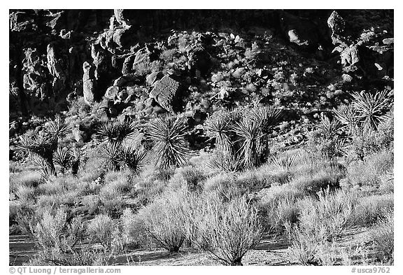 Desert plants and rock formations, Hole-in-the-Wall. Mojave National Preserve, California, USA (black and white)