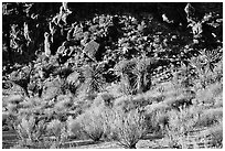 Desert plants and rock formations, Hole-in-the-Wall. Mojave National Preserve, California, USA ( black and white)