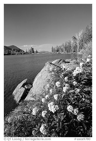 Flowers on the edge of Frog Lake. Mokelumne Wilderness, Eldorado National Forest, California, USA (black and white)
