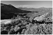 Flowers and Red Lake in the distance, afternoon. Mokelumne Wilderness, Eldorado National Forest, California, USA ( black and white)