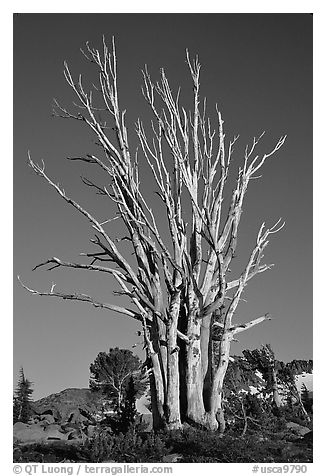 Standing tree squeleton. Mokelumne Wilderness, Eldorado National Forest, California, USA (black and white)