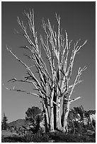 Standing tree squeleton. Mokelumne Wilderness, Eldorado National Forest, California, USA (black and white)