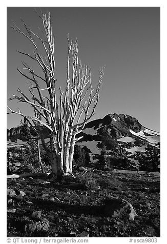 Standing tree squeleton and Round Top Peak. Mokelumne Wilderness, Eldorado National Forest, California, USA (black and white)