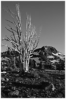 Standing tree squeleton and Round Top Peak. Mokelumne Wilderness, Eldorado National Forest, California, USA (black and white)