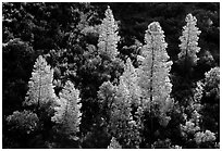 Backlit trees in the spring, Merced River gorge, Sierra National Forest. California, USA ( black and white)