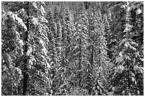 Snowy pine trees, Eldorado National Forest. California, USA ( black and white)