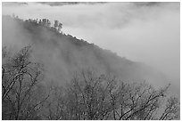 Ridge in fog,  Stanislaus  National Forest. California, USA ( black and white)
