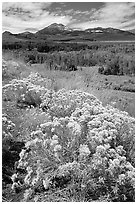 Flowering Sage and Sierra, Conway summit. California, USA (black and white)