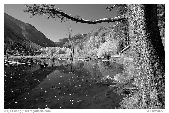 Pond and trees in fall colors, Lundy Canyon, Inyo National Forest. California, USA (black and white)