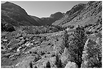 Valley in autumn, Lundy Canyon, Inyo National Forest. California, USA (black and white)