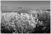 Sage and lake seen from the visitor center. Mono Lake, California, USA (black and white)